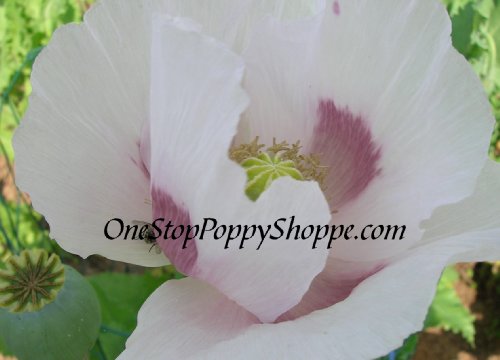 1000 Poppy Flower Seeds. Papaver somniferum. Giganteum Poppies..