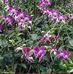 Economy Dendrobium Hybrid Special