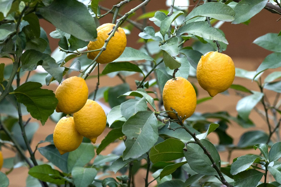 10 variedades de limonero